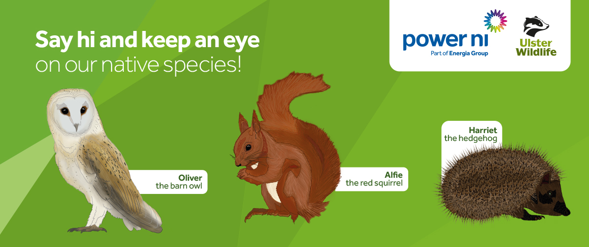 Ulster Wildlife native species